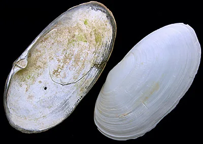 Lutraria lutraria