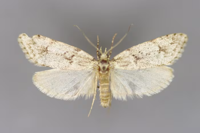 Diurnea fagella