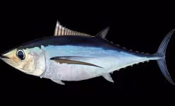 Alalunga