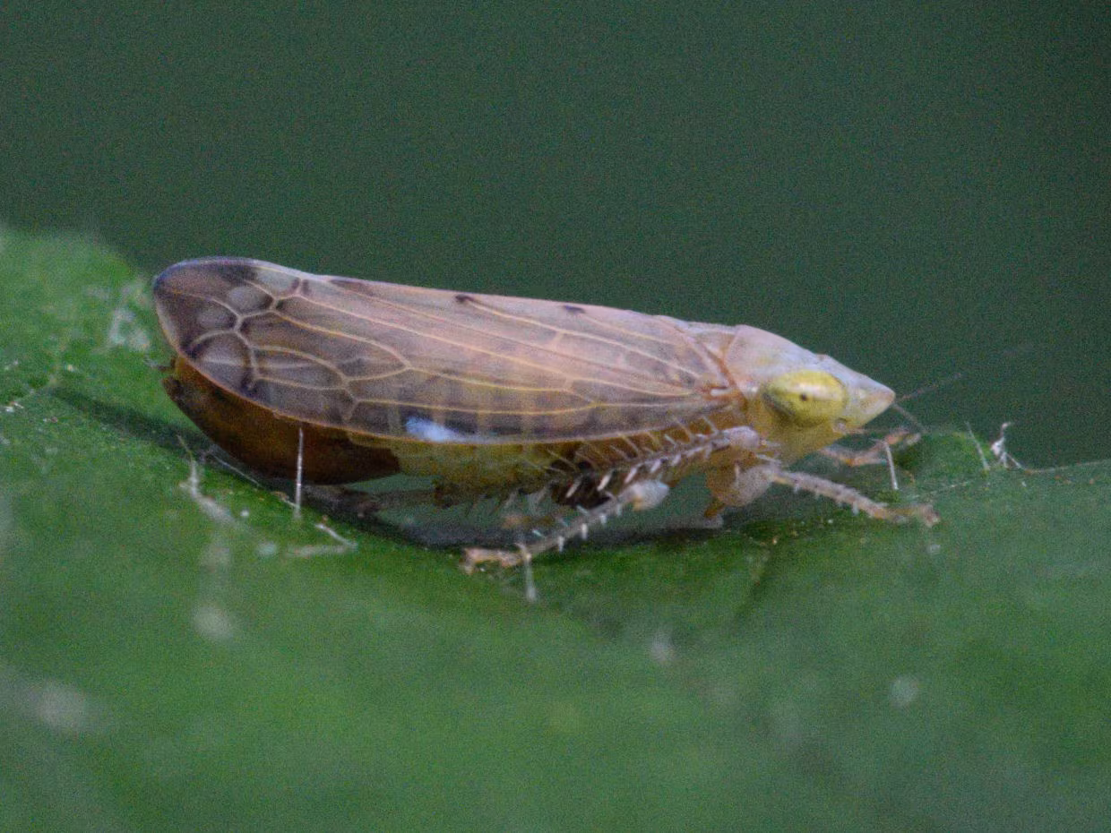 Synophropsis lauri