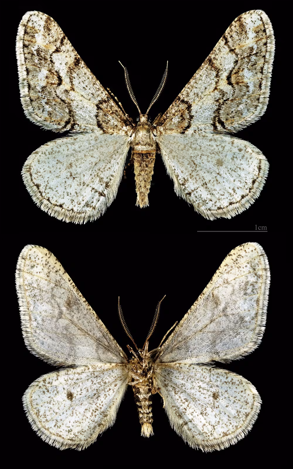 Agriopis leucophaearia