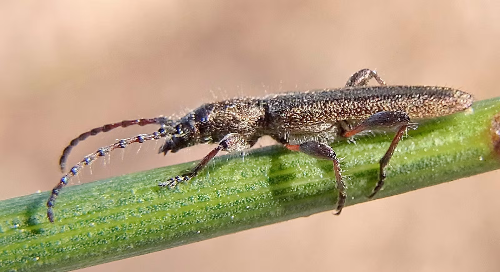 Deilus fugax
