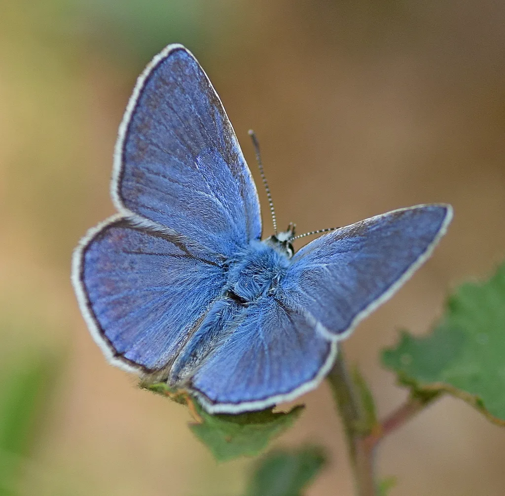 Polyommatus thersites