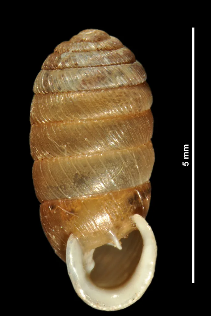 Sphyradium doliolum