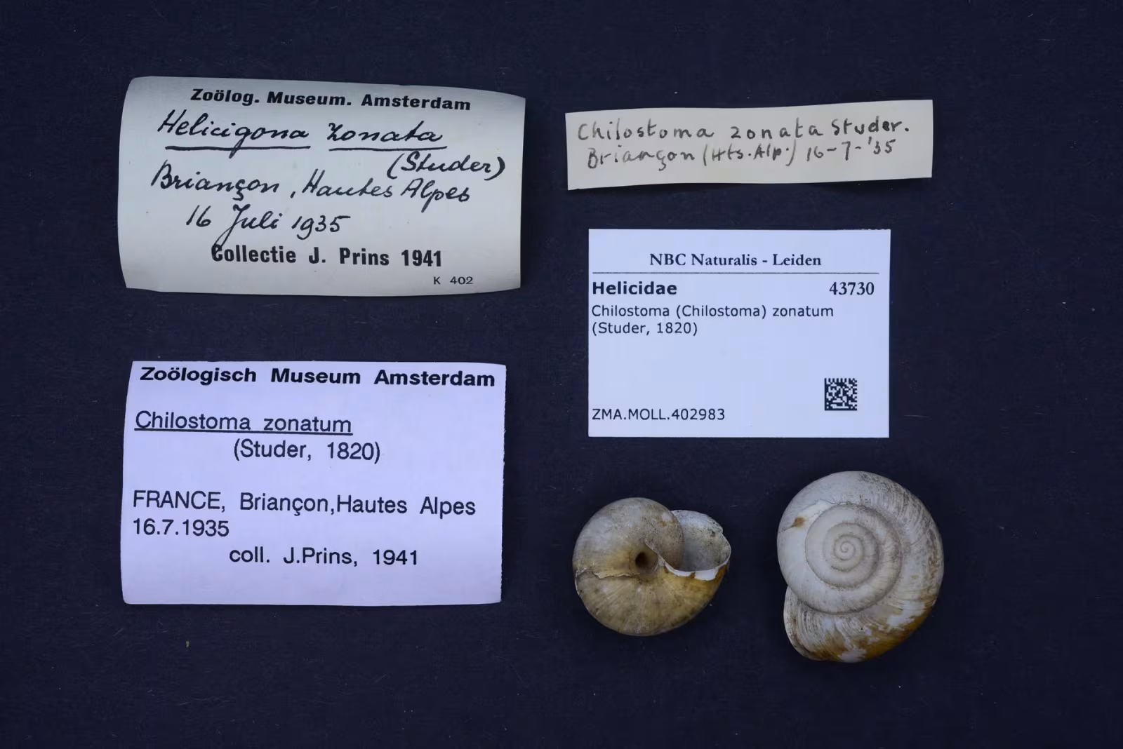 Chilostoma zonatum