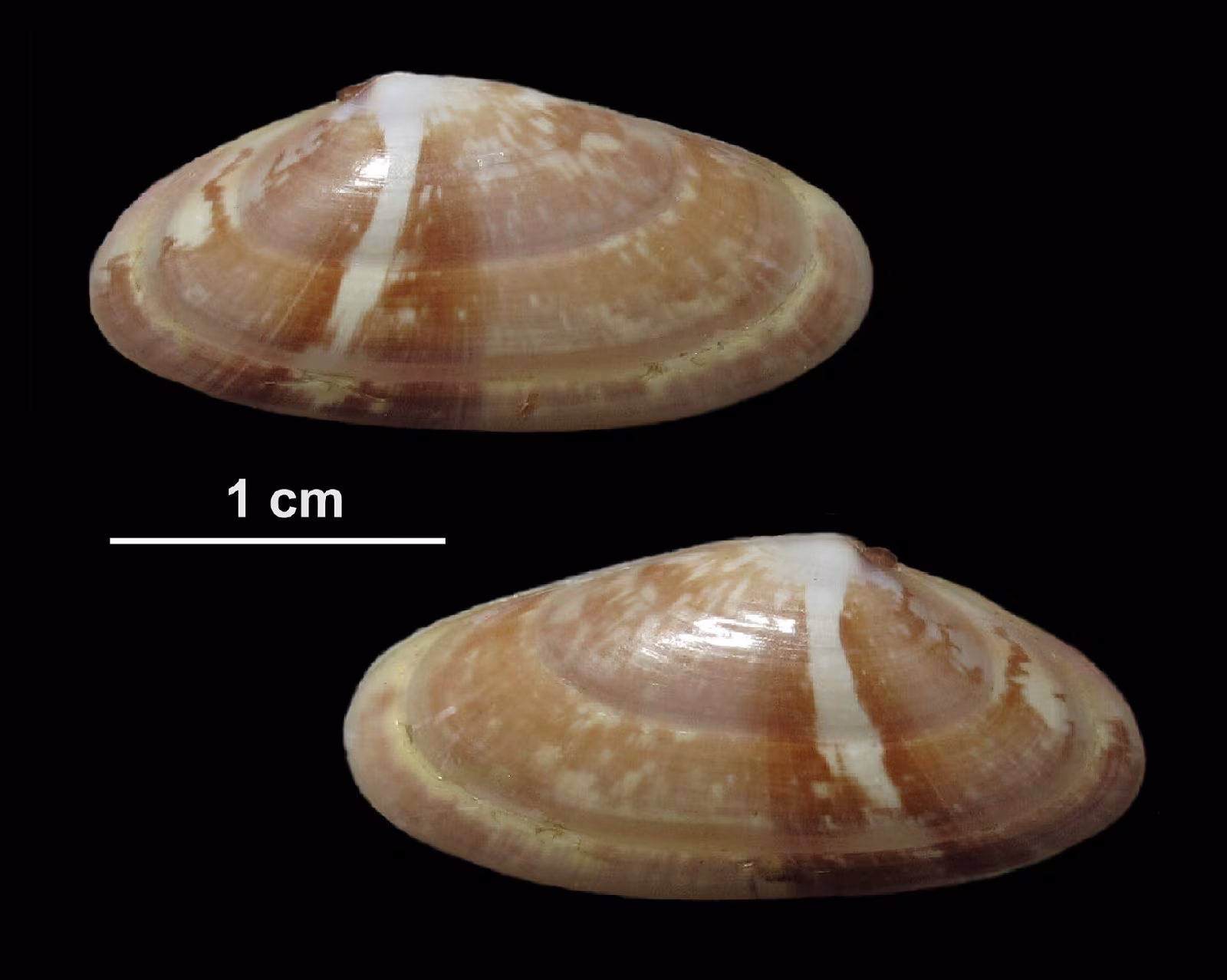 Arsella variegata