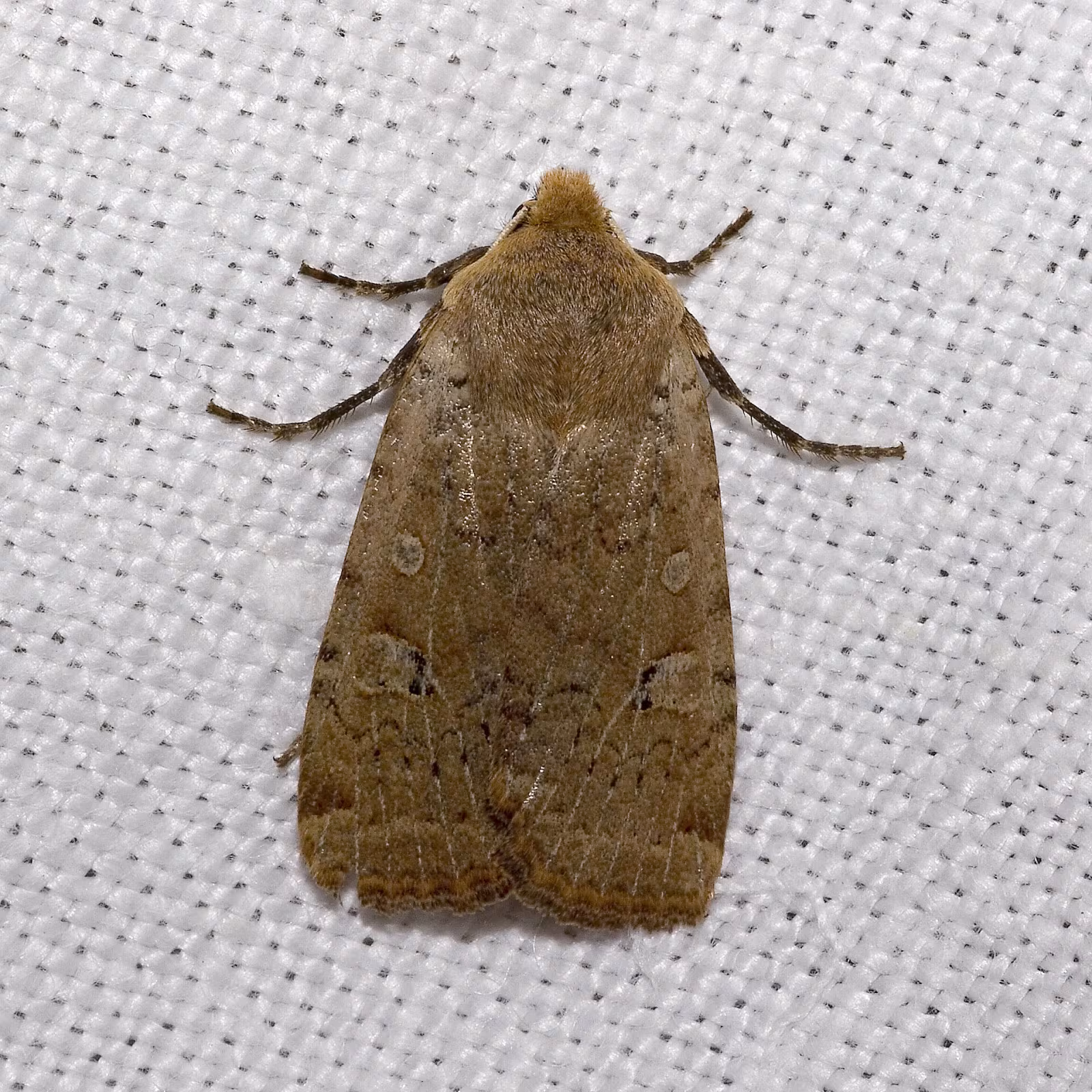 Conistra erythrocephala