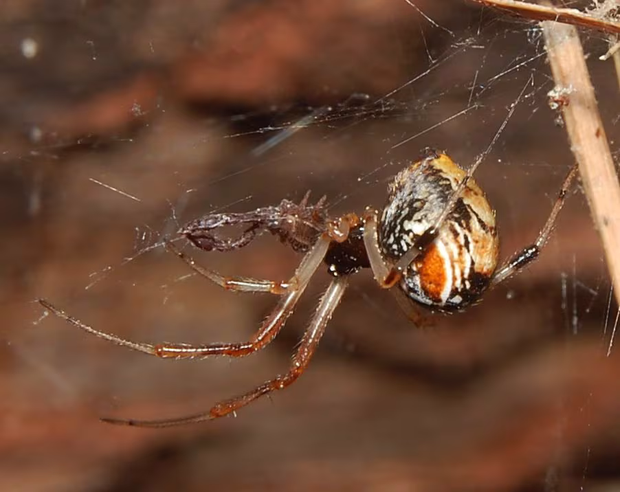Parasteatoda lunata