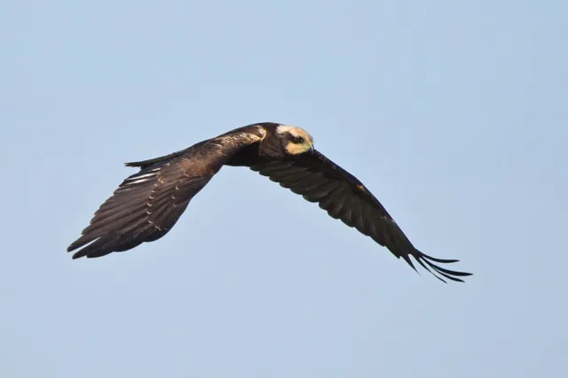 Falco di palude