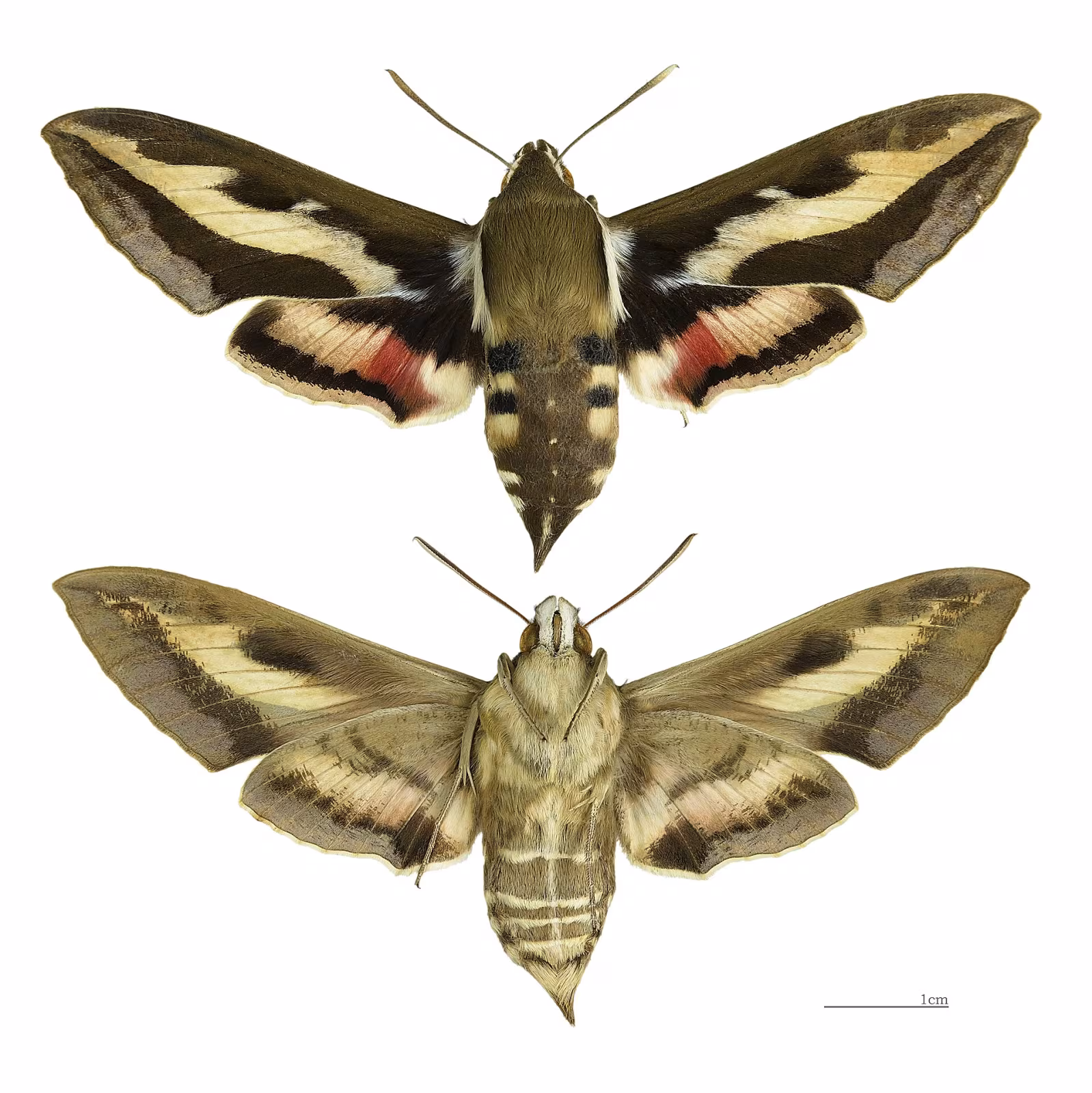 Hyles gallii
