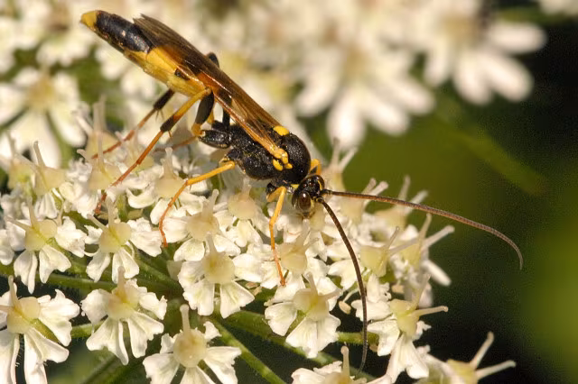 Amblyteles armatorius