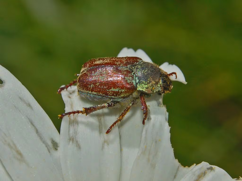 scarabeo giallo-verde