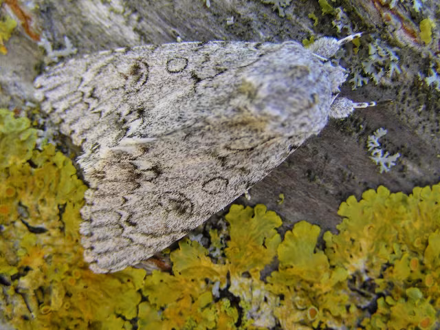 Acronicta (Acronicta) aceris