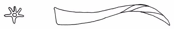 Perforatella incarnata