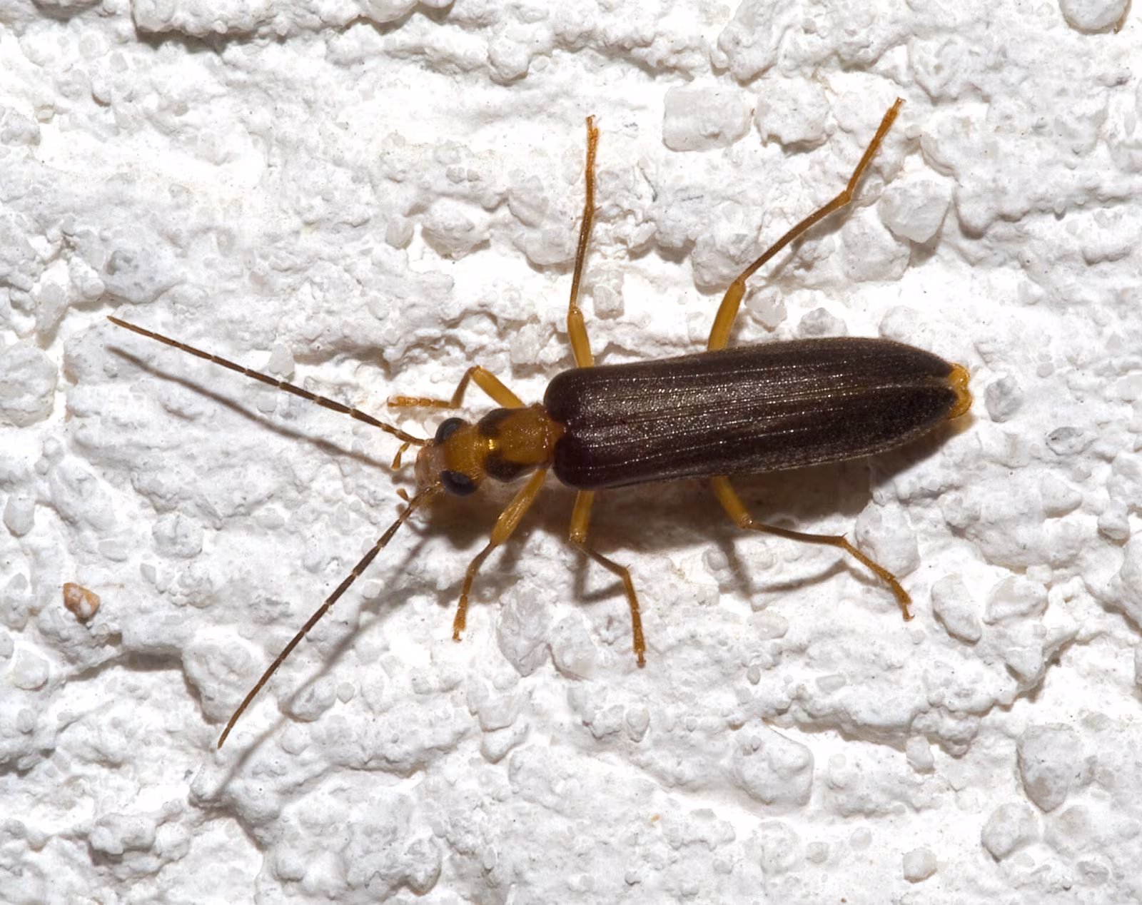 Nacerdes carniolica