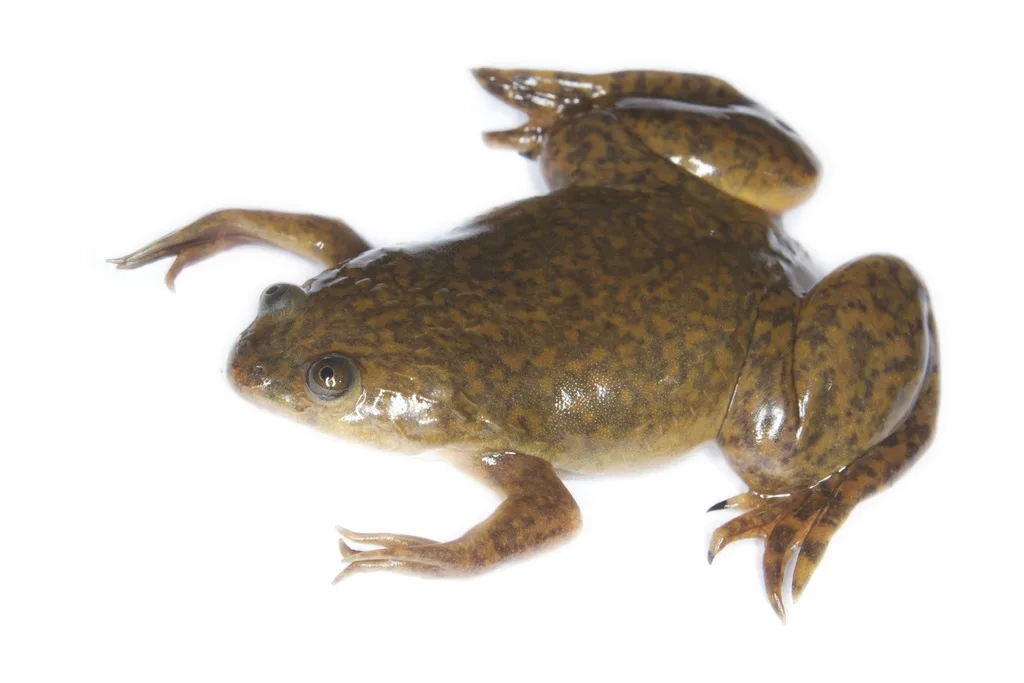 Xenopo liscio