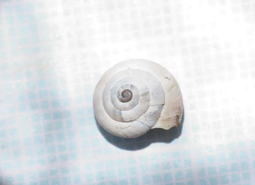 Xerogyra spadae
