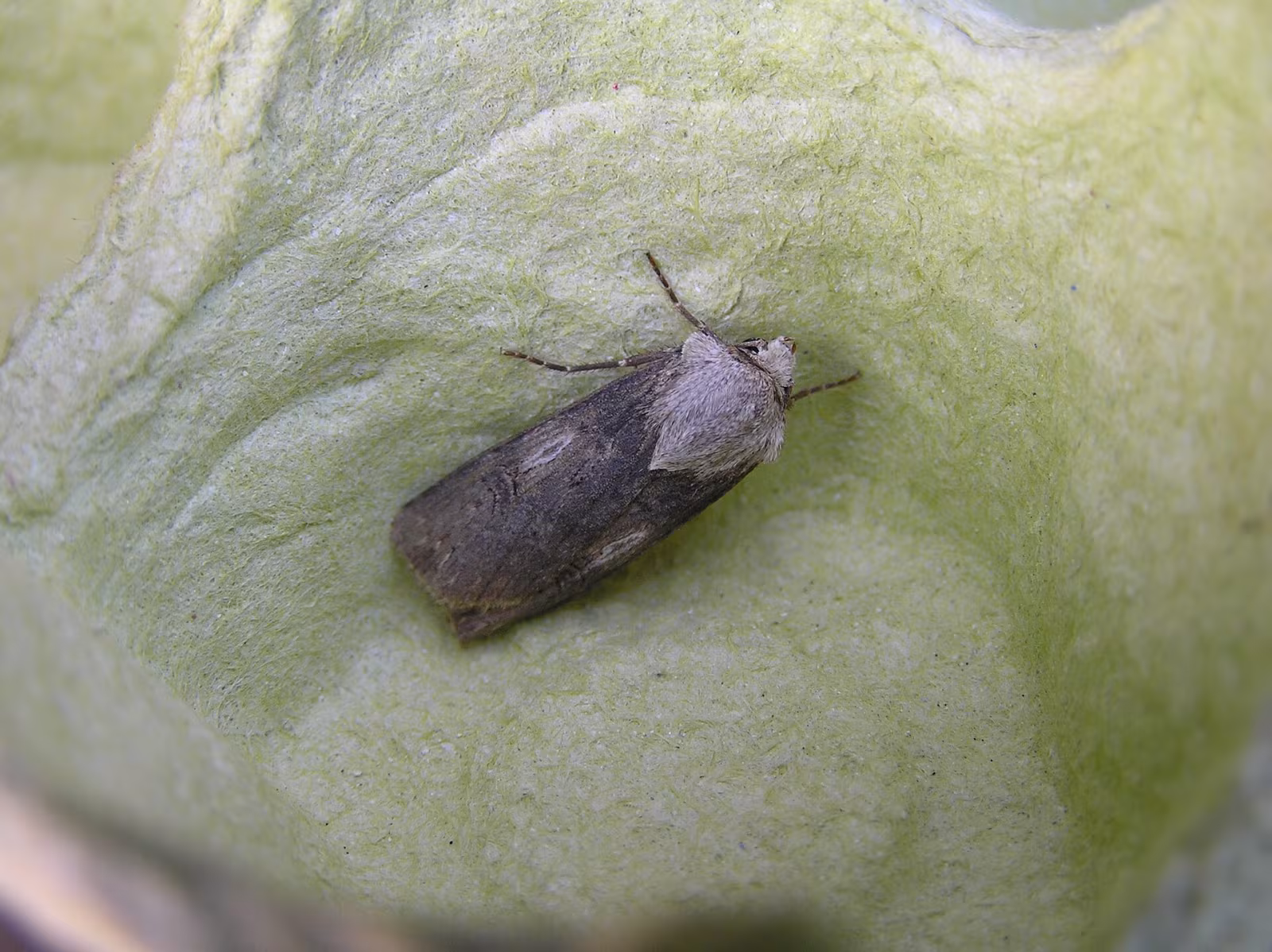 Agrotis puta