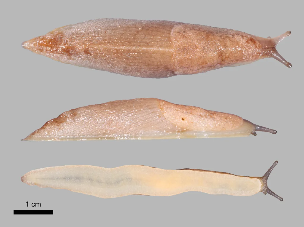 Tandonia kusceri