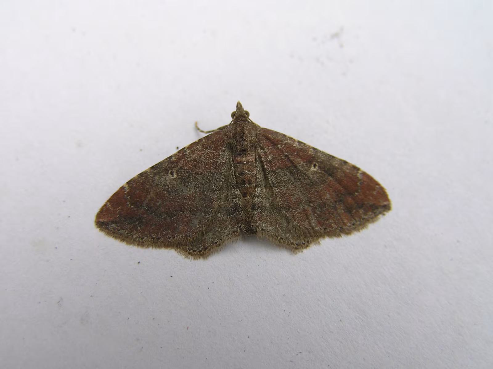 Orthonama obstipata