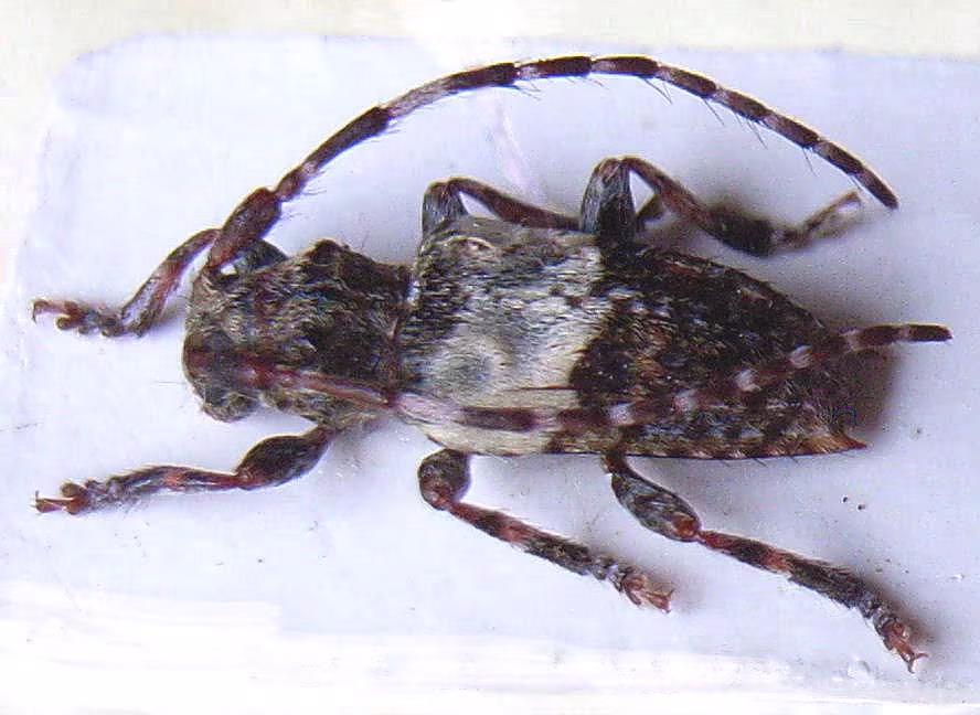 Pogonocherus hispidulus