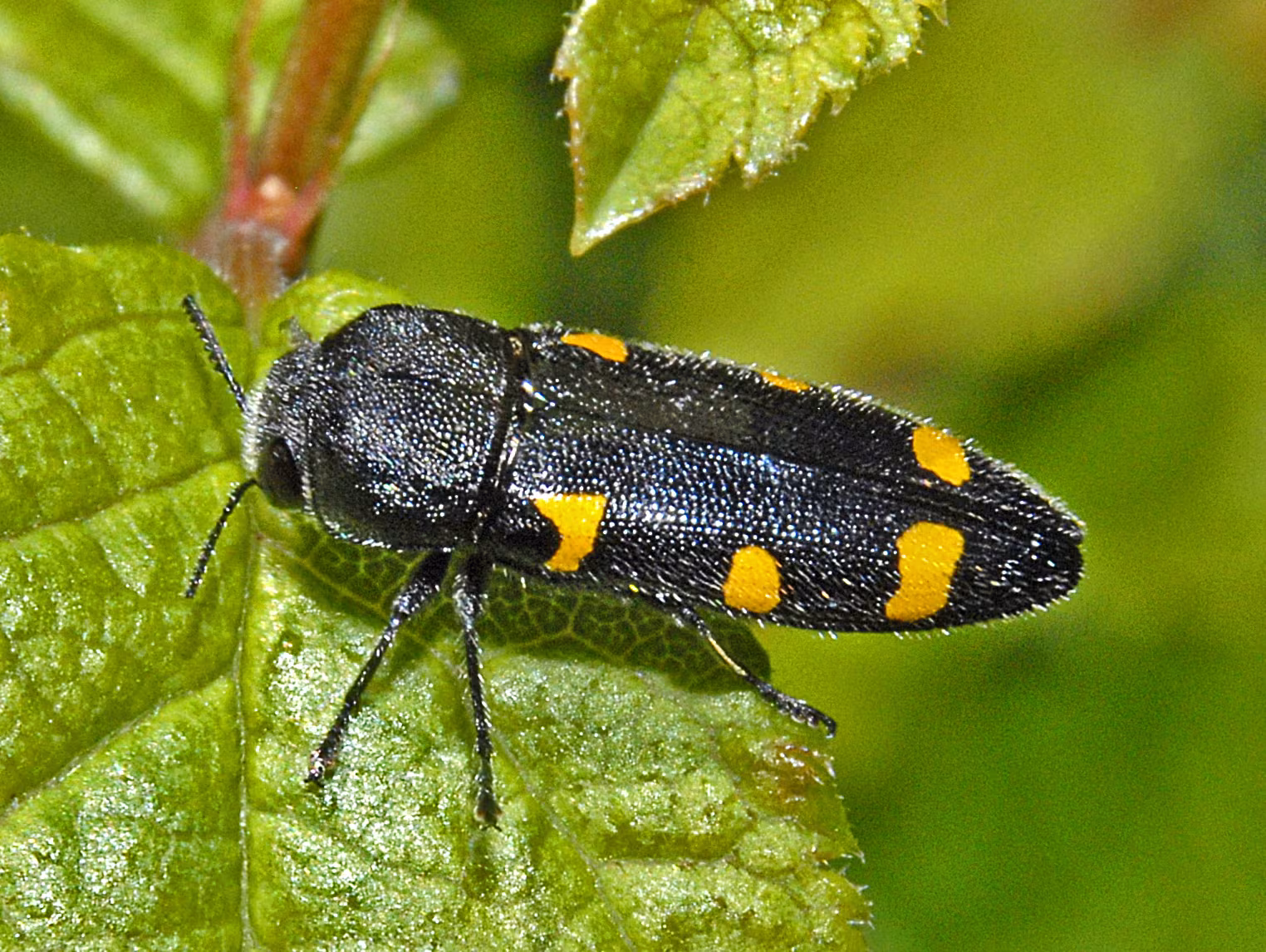 Ptosima undecimmaculata