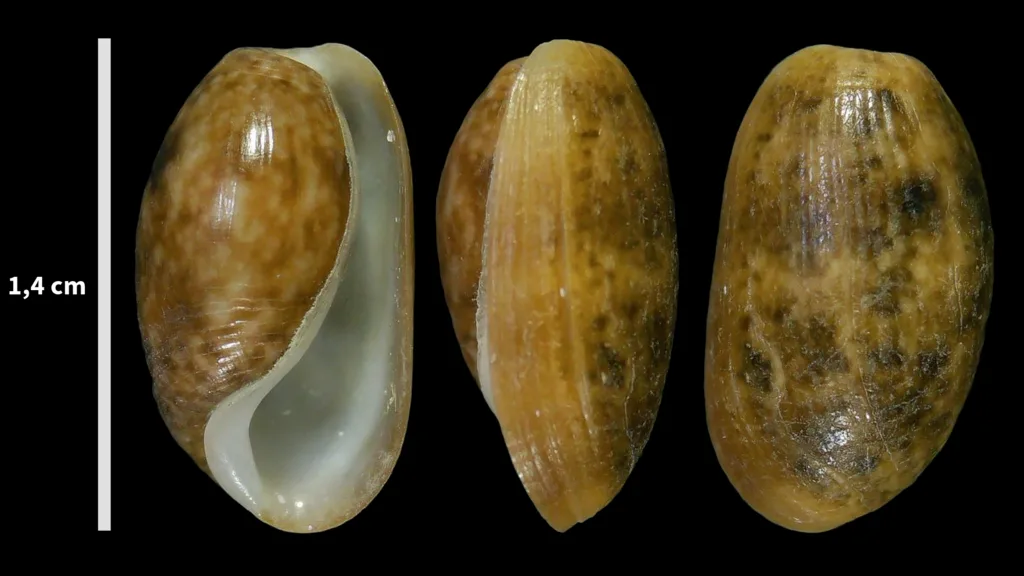 Bulla striata