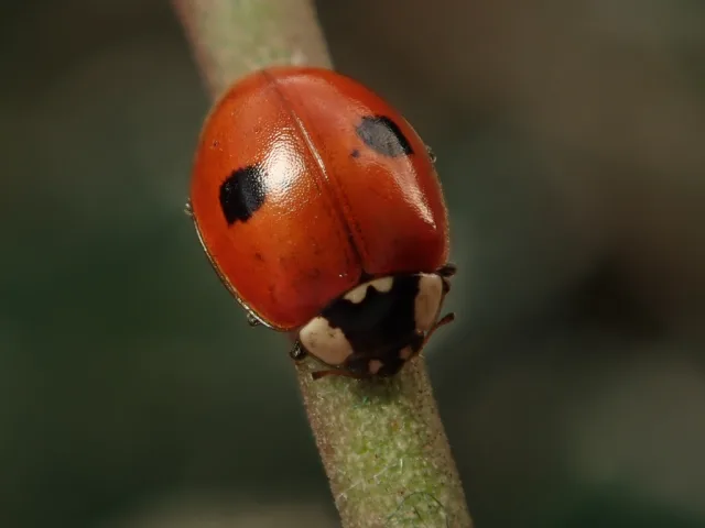 Coccinella a due punti