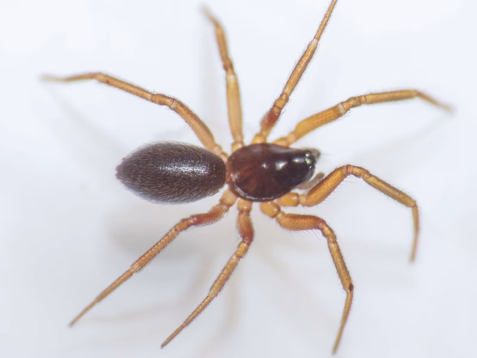 Walckenaeria antica