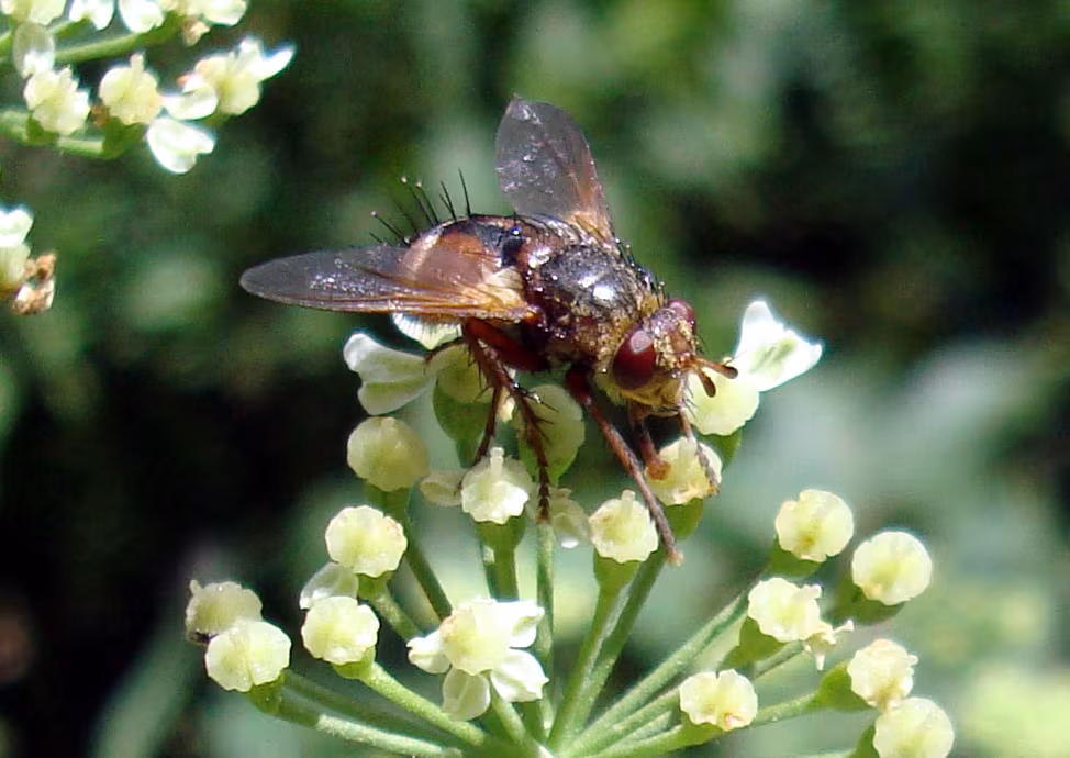 Nowickia ferox