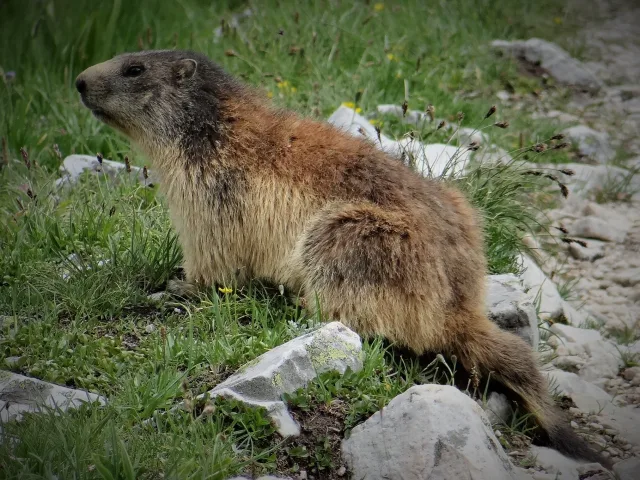 Marmotta (Marmota marmota)