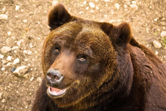 Orso bruno marsicano (Ursus arctos marsicanus)