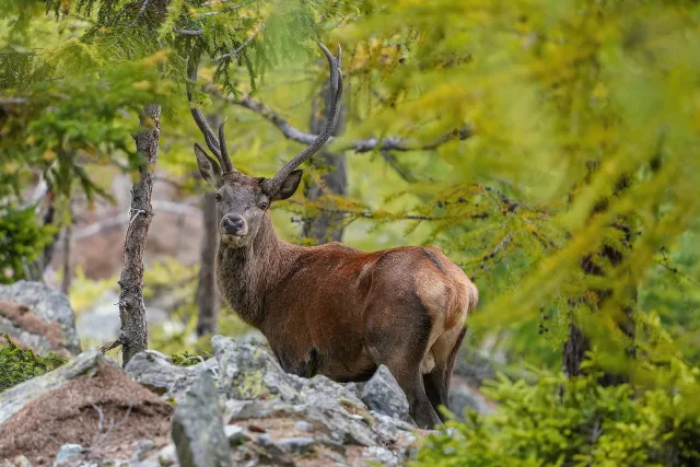 Cervo (Cervus elaphus)