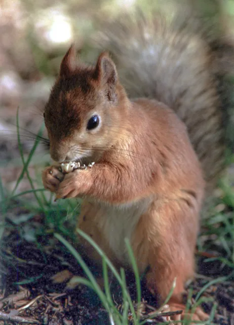 Scoiattolo rosso (Sciurus vulgaris)
