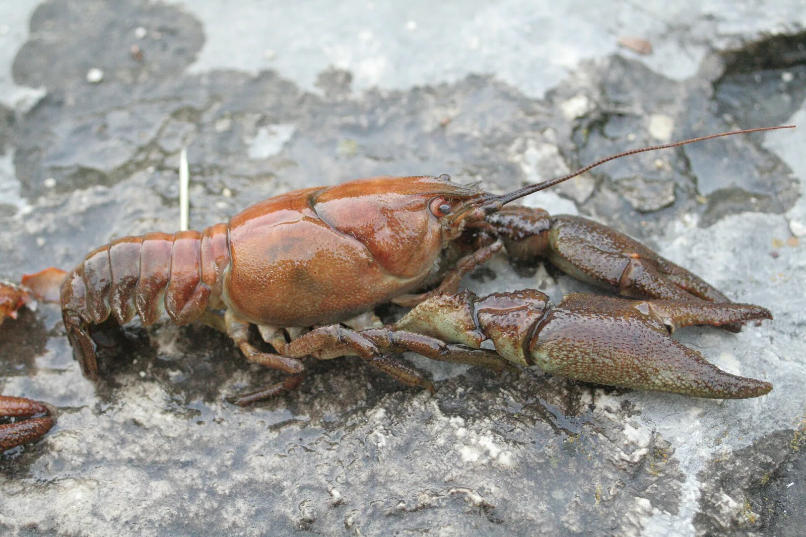 Gambero di fiume
