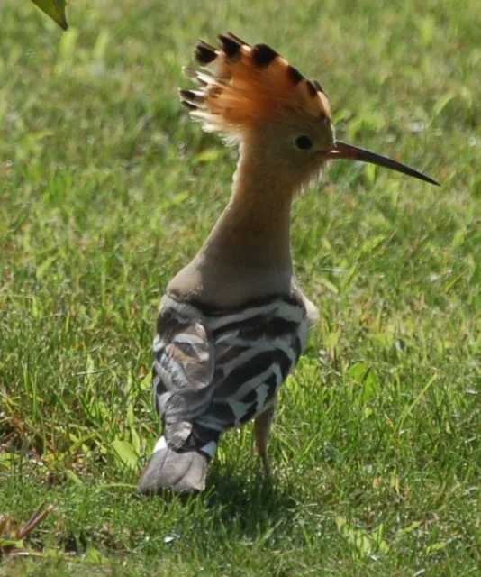 Upupa (Upupa epops)