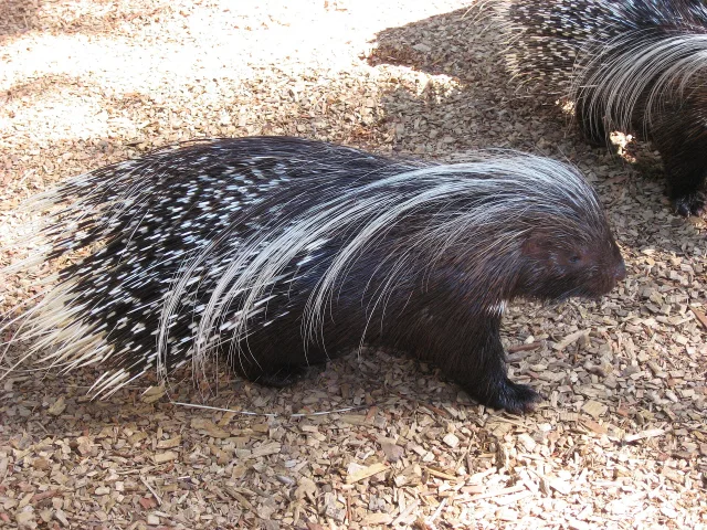 Istrice (Hystrix cristata)